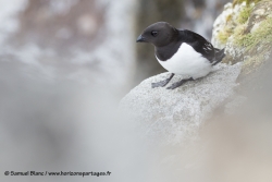 Mergule nain / Little auk