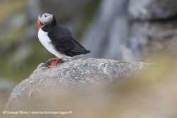 Macareux moine / Atlantic puffin