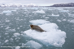 Phoque barbu et banquise / Bearded seal and sea ice