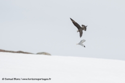 Labbe parasite / Arctic skua