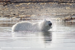 Ours polaire / Polar bear