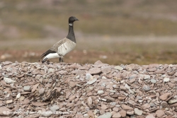 Bernache cravant / Brent goose