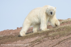 Ours polaire / Polar bear