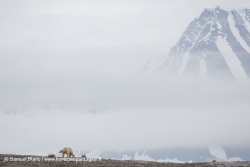 Ours polaire / Polar bear