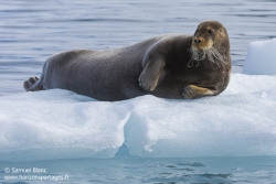 Phoque barbu / Bearded seal