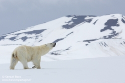 Ours polaire / Polar bear