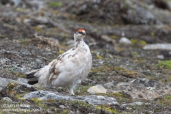 Lagopède alpin / Rock ptarmigan