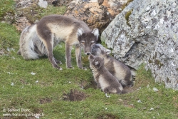 Renard arctique / Arctic fox