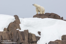 Ours polaire / Polar bear