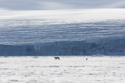 Ours polaire / Polar bear