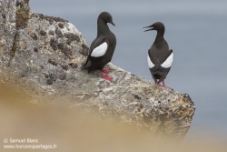 Guillemot à miroir / Black guillemot