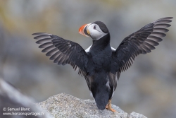 Macareux moine / Atlantic puffin
