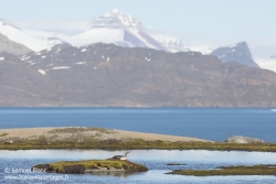 Plongeon catmarin / Red-throated diver