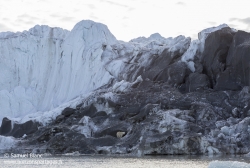 Ours polaire dans une moraine / Polar bear in moraine