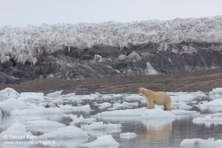 Ours polaire / Polar bear
