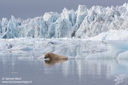 Ours polaire / Polar bear