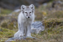 Renard arctique / Arctic fox