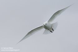 Mouette ivoire / Ivory gull