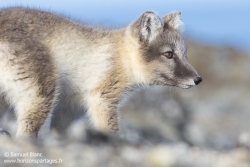Renard arctique / Arctic fox