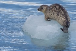 Phoque annelé / Ringed seal