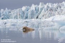 Ours polaire / Polar bear
