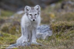 Renard arctique / Arctic fox