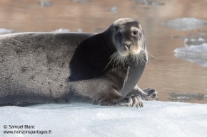 Phoque barbu / bearded seal