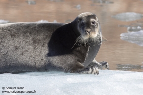 Phoque barbu / bearded seal Phoque barbu / bearded seal