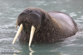 Morse / Walrus