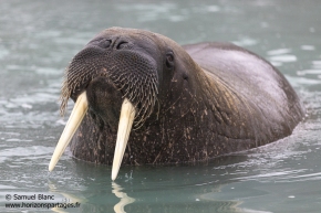 Morse / Walrus Morse / Walrus