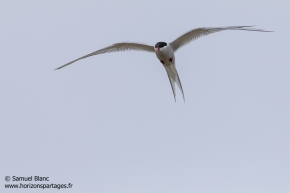 Sterne arctique / Arctic tern