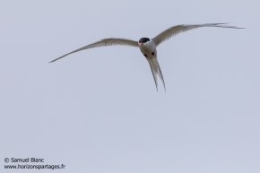 Sterne arctique / Arctic tern Sterne arctique / Arctic tern