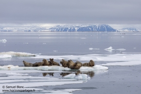 Morses / Walrus Morses / Walrus