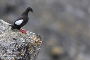Guillemot à miroir / Black guillemot Guillemot à miroir / Black guillemot
