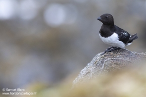 Mergule nain / Little auk Mergule nain / Little auk
