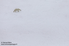Ours polaire / Polar bear Ours polaire / Polar bear