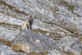 Renard arctique / Arctic fox Renard arctique / Arctic fox