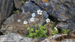 Saxifrage penchée / Drooping saxifrage Saxifrage penchée / Drooping saxifrage