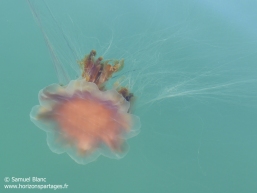 Méduse à crinière de lion / Lion's mane jellyfish Méduse à crinière de lion / Lion's mane jellyfish