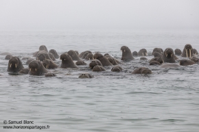Morses / Walrus Morses / Walrus