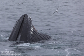 Baleine à bosse / Humpback whale