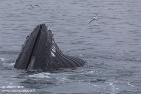 Baleine à bosse / Humpback whale Baleine à bosse / Humpback whale