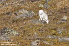 Renard arctique / Arctic fox Renard arctique / Arctic fox