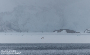 Renne sur la banquise / Reindeer on fast ice Renne sur la banquise / Reindeer on fast ice