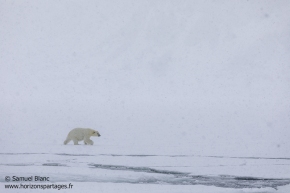Ours polaire / Polar Bear