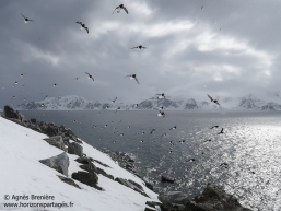Mergules nains / Little auks Mergules nains / Little auks