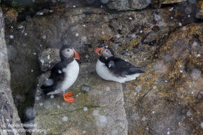 Macareux moines / Atlantic puffins Macareux moines / Atlantic puffins