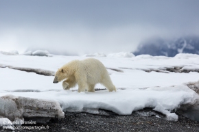 Ours polaire / Polar bear Ours polaire / Polar bear
