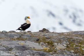 Couple d'eider à tête grise / A pair of King eider Couple d'eider à tête grise / A pair of King eider