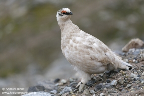 Lagopède alpin / Rock Ptarmigan Lagopède alpin / Rock Ptarmigan